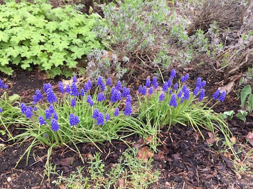 北海道で5月に咲いている紫の花はラベンダーではなく何だろう きたかぐらのブログ